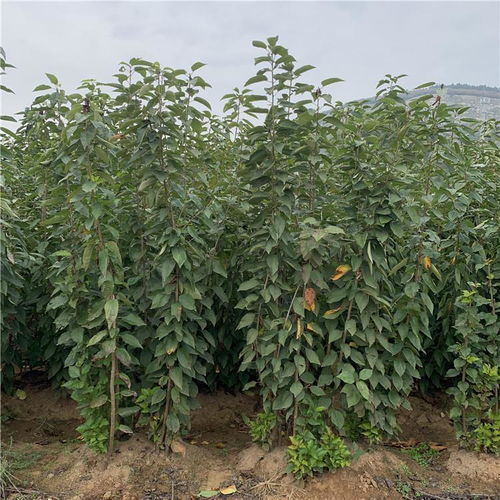陜西西安桑提娜櫻桃苗 早熟品種的種植價值與市場前景