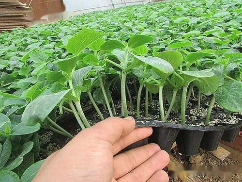 陜西種苗，技能成才——我校在中職技能大賽中再創(chuàng)佳績(jī)