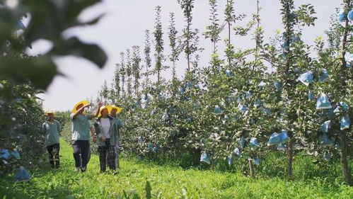 陜西照金咸恒農(nóng)業(yè)科技 讓青砧結(jié)出“中國(guó)果”，做強(qiáng)陜西種苗