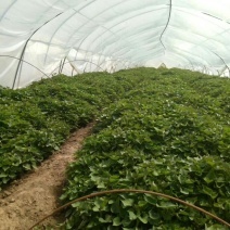 陜西秦薯苗 黃土高原上的金色希望與種業(yè)新篇