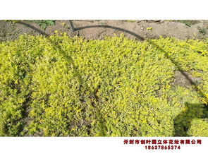 陜西 優(yōu)質(zhì)菊花種苗的可靠選擇與選購(gòu)指南